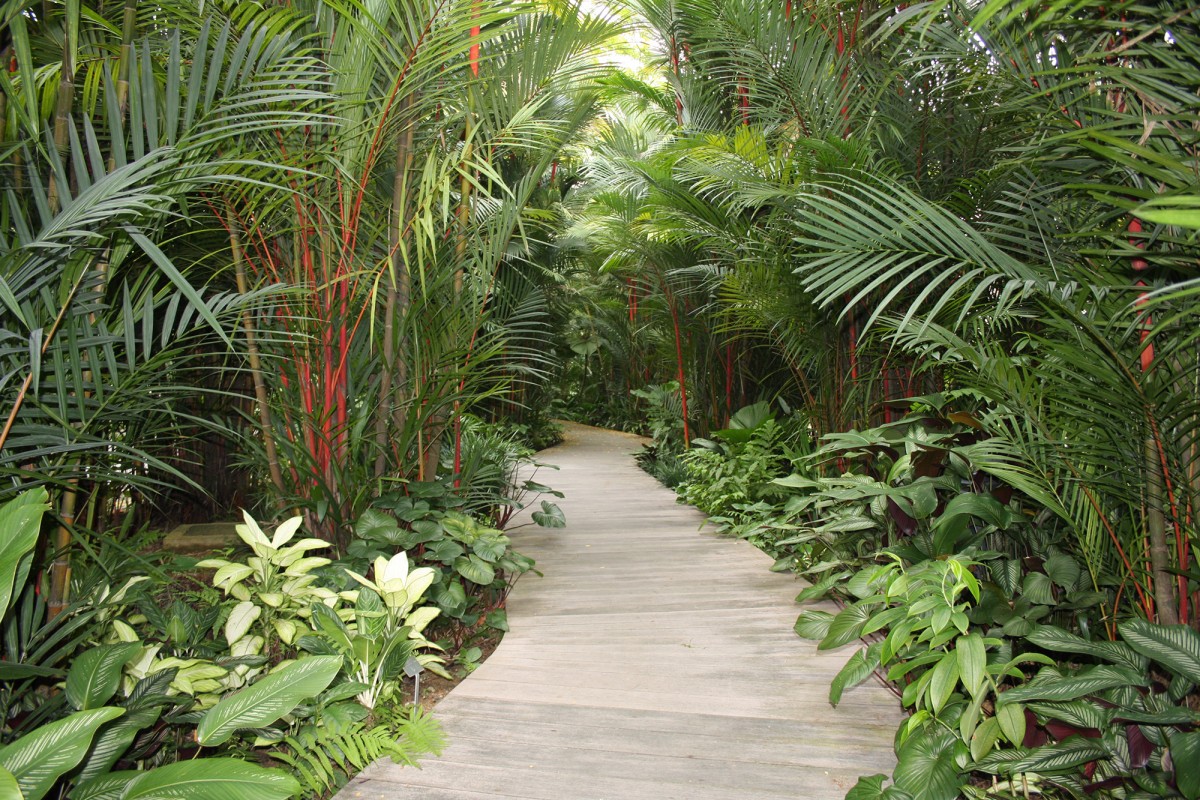 Jardin Botanique de Singapour – Singapour