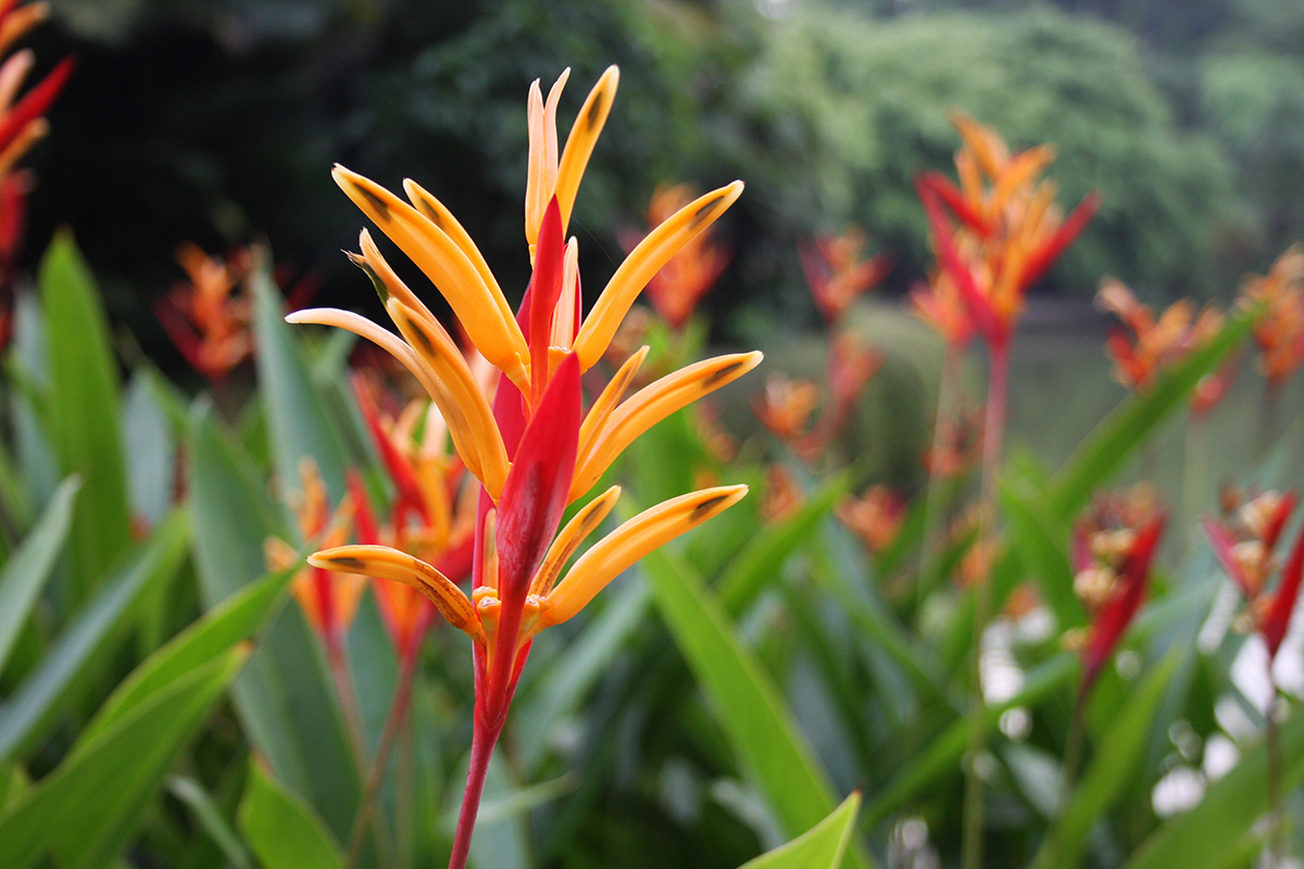 jardin-singapour-2