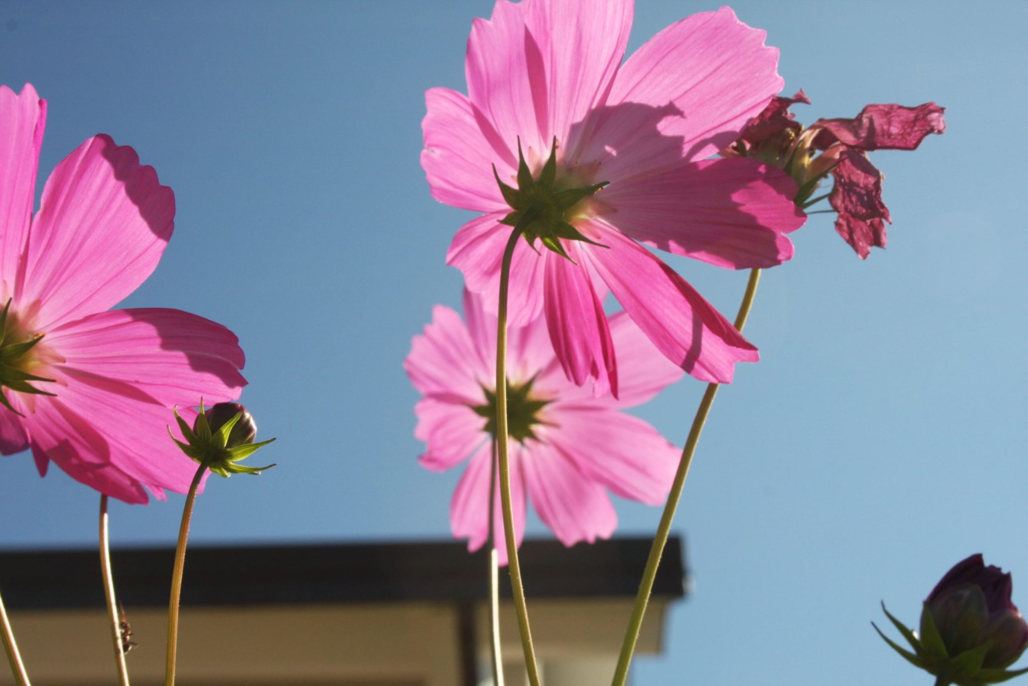 Les jardins de Babylone-